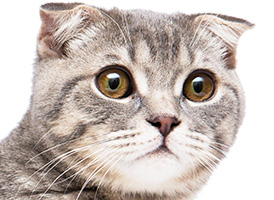 人気の猫種・猫の種類から子猫を探す 1位：スコティッシュフォールド